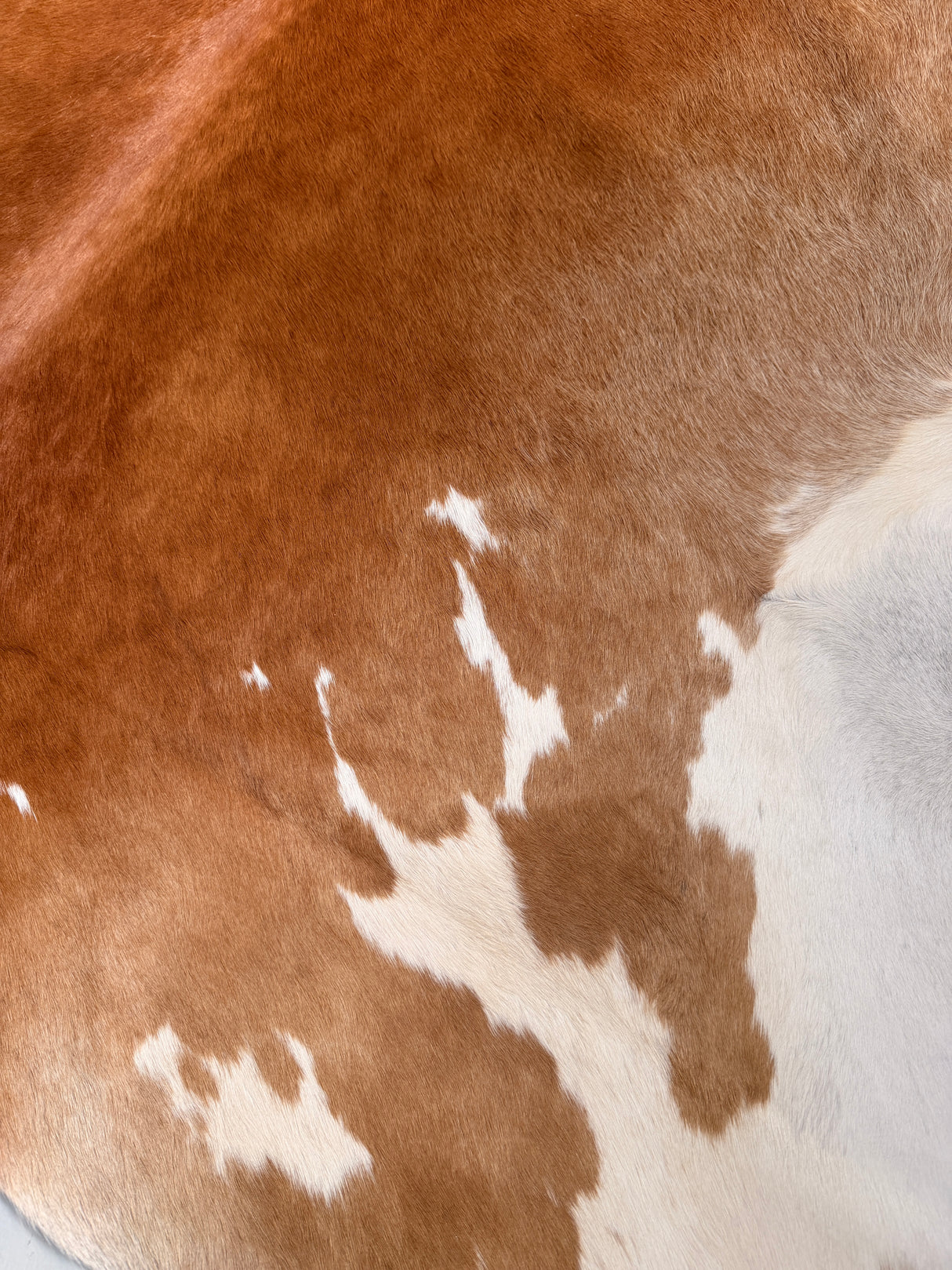 Genuine Cowhide Floor Rug 10