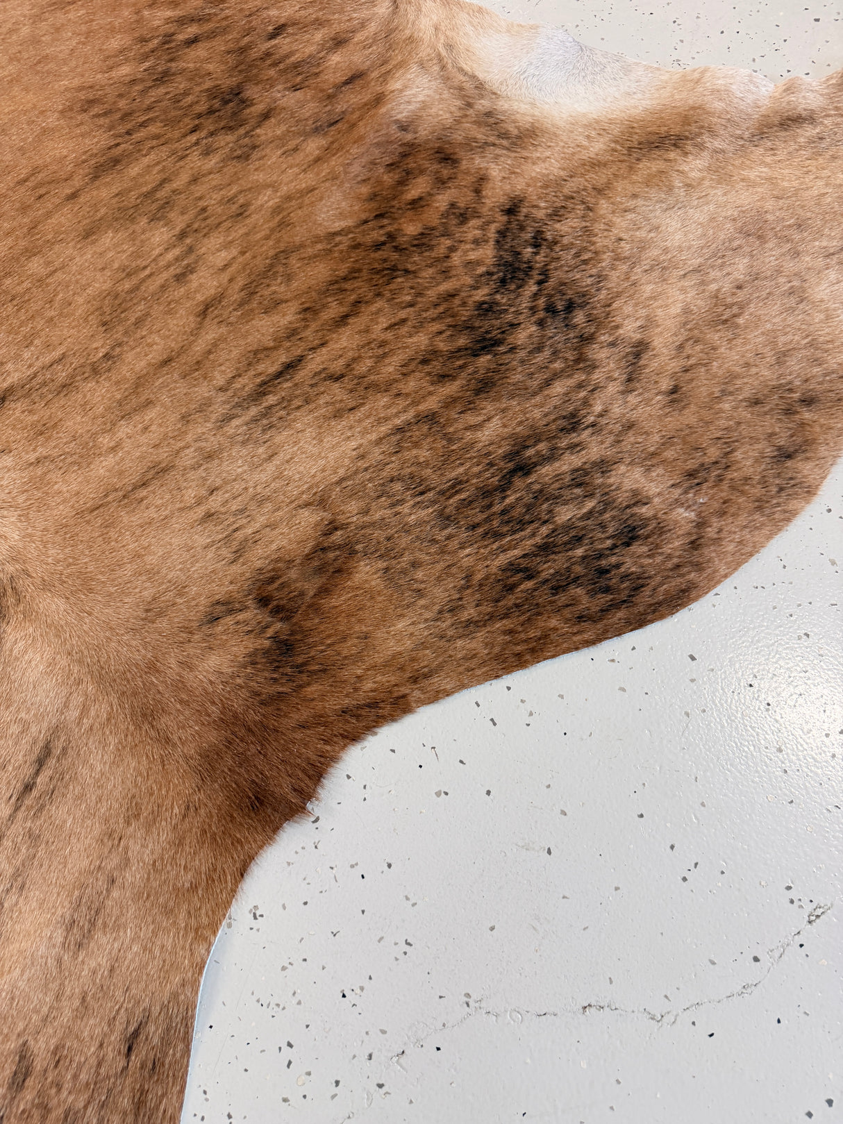 Genuine Cowhide Floor Rug 1259