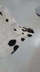 Genuine Cowhide Floor Rug 725